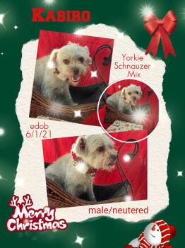 Yorkshire Terrier and Shih Tzu Dogs Available for Adoption - Kabiro WV13911-T LOCAL Adoption Event In Woodinville 2/22 | PetCurious