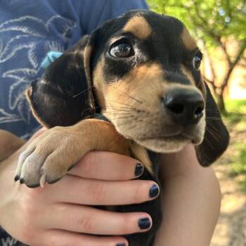 Brisket -  Coonhound Dog for Adoption in Austin, Texas - Brisket | PetCurious