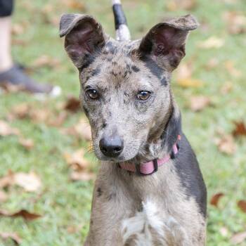 Rescue Catahoula Leopard Dog Dogs for Adoption in Slidell, Louisiana - Maple | PetCurious