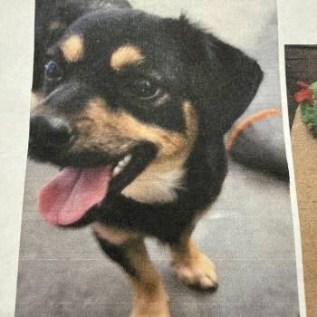 Hope -  Terrier Dog for Adoption in Ferndale, Washington - Hope | PetCurious