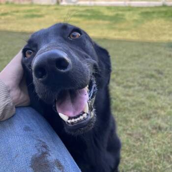 Rescue Labrador Retriever Dogs for Adoption in Broomfield, Colorado - Tellequvist / Gryffin | PetCurious