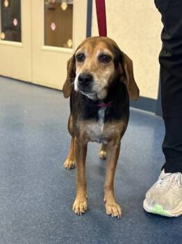 Piggly -  Beagle and Mixed Breed Dog for Adoption in King William, Virginia - Piggly | PetCurious