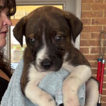 Archie -  Terrier and Mixed Breed Dog for Adoption in Birmingham, Alabama - Archie | PetCurious