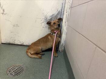 BARKLEY -  Mixed Breed Dog for Adoption in Santa Fe, New Mexico - BARKLEY | PetCurious