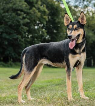 Rescue Collie and German Shepherd Dog Dogs for Adoption in Chester Springs, Pennsylvania - Ruth | PetCurious