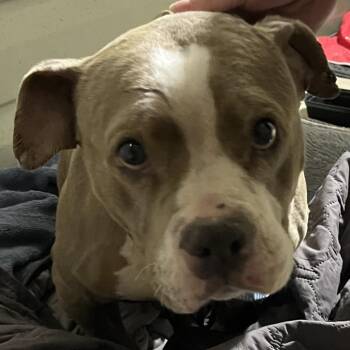 Pit Bull Terrier Dogs Available for Adoption - Chipotle | PetCurious