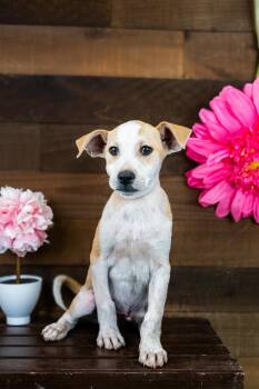474-26 -  Terrier Dog for Adoption in Brighton, Colorado - 474-26 | PetCurious