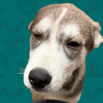 June Bug -  Husky and German Shepherd Dog Dog for Adoption in Reno, Nevada - June Bug | PetCurious