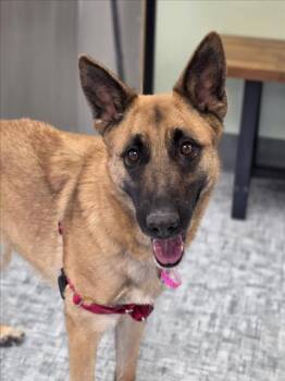 Belgian Shepherd Malinois and German Shepherd Dog Dogs Available for Adoption in Loveland, Colorado - LILY | PetCurious
