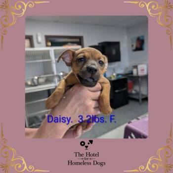 Daisy -  Jack Russell Terrier and Terrier Dog for Adoption in Cumberland, Rhode Island - Daisy | PetCurious
