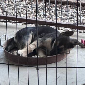 German Shepherd Dog and Labrador Retriever Dogs Available for Adoption in New Fairfield, Connecticut - Tater | PetCurious