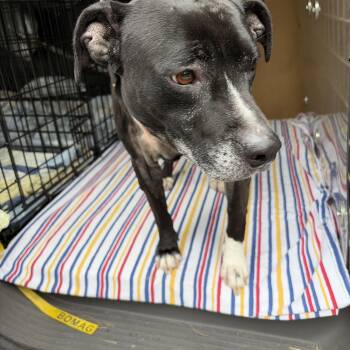FOUND 168 -  American Staffordshire Terrier and Black Labrador Retriever Dog for Adoption in Mansfield, Connecticut - FOUND 168 | PetCurious