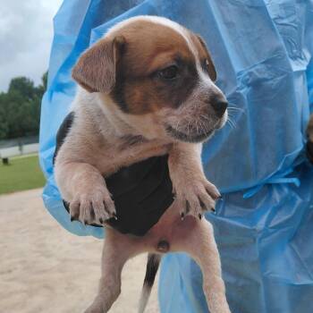 Honey 3165 -  Bluetick Coonhound and Mixed Breed Dog for Adoption in Loxahatchee Groves, Florida - Honey 3165 | PetCurious