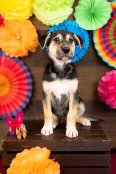 813-26 -  German Shepherd Dog Dog for Adoption in Brighton, Colorado - 813-26 | PetCurious