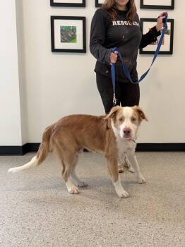 Bento -  Collie Dog for Adoption in Chicago, Illinois - Bento | PetCurious