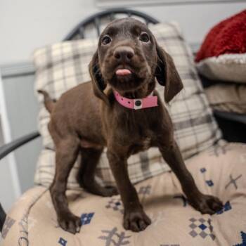 Harley -  Chocolate Labrador Retriever and Mixed Breed Dog for Adoption in Pawling, New York - Harley | PetCurious
