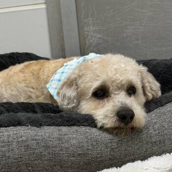 Perez -  Yorkshire Terrier and Poodle Dog for Adoption in Gloucester, Virginia - Perez | PetCurious