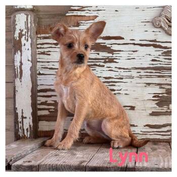 Lynn -  Cairn Terrier Dog for Adoption in Carrollton, Texas - Lynn | PetCurious