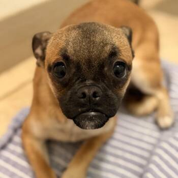 Pixie -  Pug and Chihuahua Dog for Adoption in Mansfield, Texas - Pixie | PetCurious
