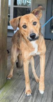 Shepherd and Beagle Dogs Available for Adoption - Ravi | PetCurious