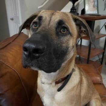 James Goodall -  Belgian Shepherd Malinois and German Shepherd Dog Dog for Adoption in Buda, Texas - James Goodall | PetCurious