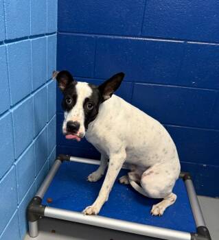 Rescue Hound and Terrier Dogs for Adoption in Hartsville, South Carolina - Bud | PetCurious