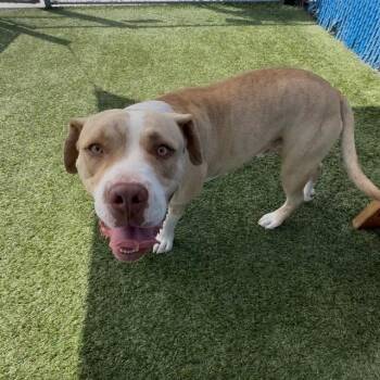 Thunder -  Pit Bull Terrier Dog for Adoption in Hawthorne, California - Thunder | PetCurious