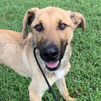 Hank -  German Shepherd Dog and Mixed Breed Dog for Adoption in Durham, North Carolina - Hank | PetCurious