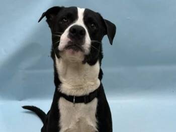 Dante -  Retriever and Mixed Breed Dog for Adoption in Woodbury, Minnesota - Dante | PetCurious