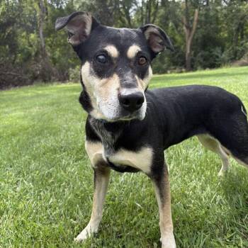 Kitty -  German Shepherd Dog Dog for Adoption in Jackson, Michigan - Kitty | PetCurious