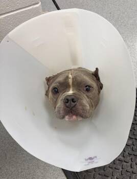MARTIN -  Pit Bull Terrier Dog for Adoption in Indianapolis, Indiana - MARTIN | PetCurious