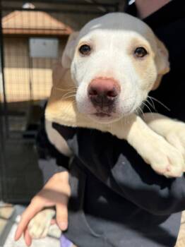 Rescue Cattle Dog and Husky Dogs for Adoption in Lemoore, California - Clover | PetCurious