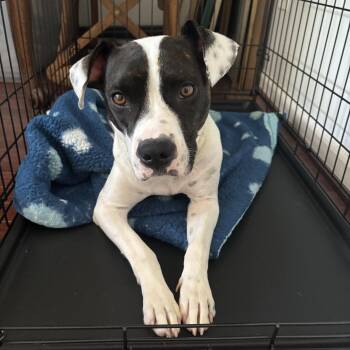 Chalupa -  American Bulldog Dog for Adoption in Brentwood, Tennessee - Chalupa | PetCurious