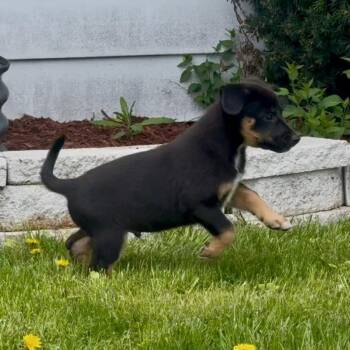 Mixed Breed Dogs Available for Adoption in Shorewood, Illinois - Xaden | PetCurious