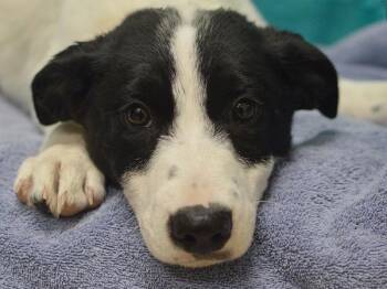 Moss -  Mcnab Dog for Adoption in Portland, Oregon - Moss | PetCurious
