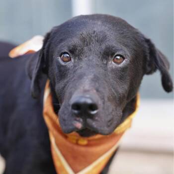 SKIPPER -  Labrador Retriever Dog for Adoption in San Antonio, Texas - SKIPPER | PetCurious