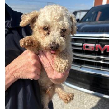 Dachshund Dogs Available for Adoption in Normal, Illinois - Dallas | PetCurious