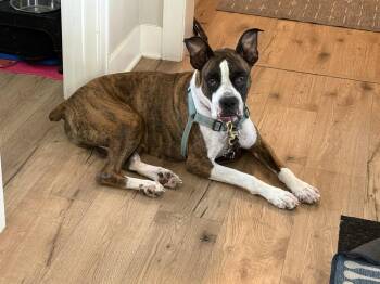 Drax *Training Hold* -  Boxer Dog for Adoption in Woodbury, Minnesota - Drax *Training Hold* | PetCurious