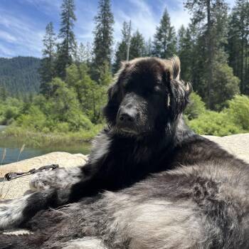 Newfoundland Dog Dogs Available for Adoption in Lakeport, California - Fig | PetCurious