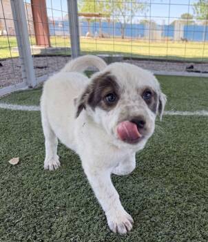 Australian Shepherd Dogs Available for Adoption in Canutillo, Texas - Uma, Trixie, Yazmin, Xavier, Zorro And Vern (Aussie X Pups) #2 | PetCurious