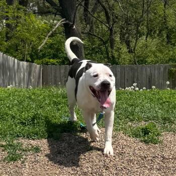 American Bulldog and Mixed Breed Dogs Available for Adoption in West Des Moines, Iowa - Papa Smurf | PetCurious
