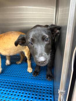 Miss Turkey Sandwich -  Affenpinscher Dog for Adoption in Nacogdoches, Texas - Miss Turkey Sandwich | PetCurious