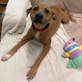 Daphne -  Mixed Breed Dog for Adoption in Titusville, Florida - Daphne | PetCurious