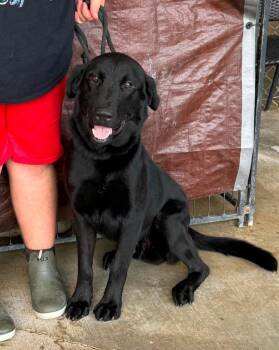 Bear -  Labrador Retriever Dog for Adoption in Scott, Louisiana - Bear | PetCurious