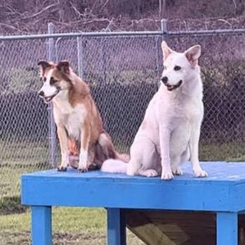 Rescue Canaan Dog Dogs for Adoption in Longview, Texas - Luna | PetCurious