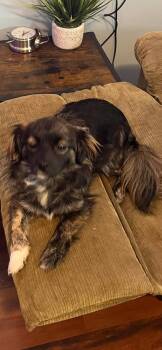 Pomeranian and Chihuahua Dogs Available for Adoption - Daisy Mae | PetCurious