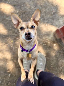 Rescue Chihuahua Dogs for Adoption in Seal Beach, California - Honeydew | PetCurious