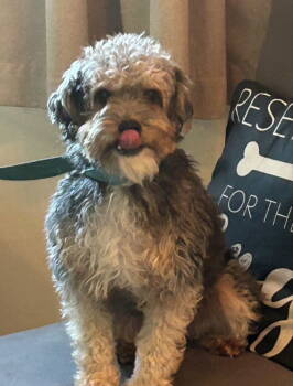 Rescue Yorkshire Terrier and Poodle Dogs for Adoption in Fairfax, Virginia - Max *Adopt Or Foster* | PetCurious