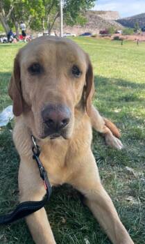 Labrador Retriever Dogs Available for Adoption - Lemon | PetCurious