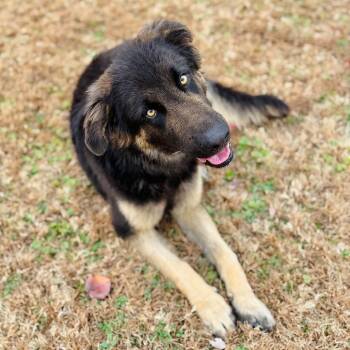 Rescue German Shepherd Dog Dogs for Adoption in Brownsboro, Alabama - Damon | PetCurious